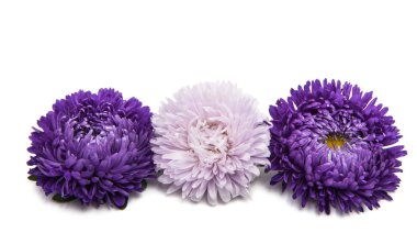 Beyaz arka plan üzerinde izole aster çiçekler