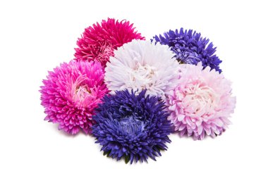 Beyaz arka plan üzerinde izole aster çiçekler