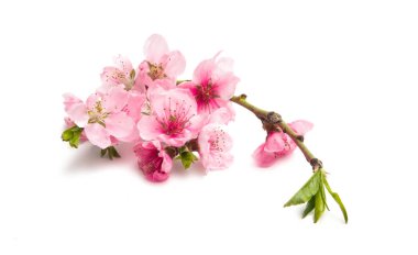 Beyaz arkaplanda izole edilmiş sakura çiçekleri