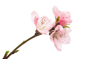 Beyaz arkaplanda izole edilmiş sakura çiçekleri