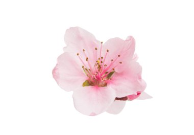 Beyaz arkaplanda izole edilmiş sakura çiçekleri