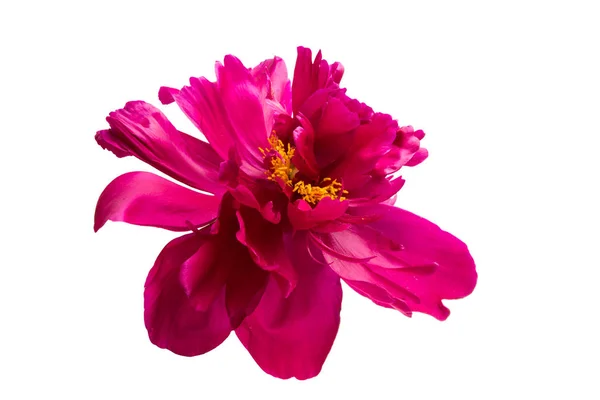 Burgundy Peony Isolated White Background — Stock Photo, Image