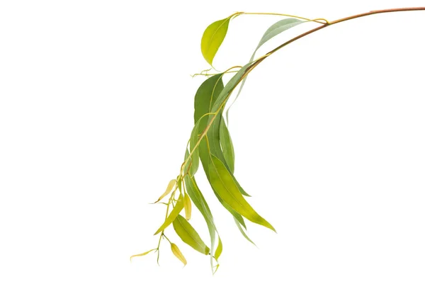 Eukaliptusz Levelek Elszigetelt Fehér Alapon — Stock Fotó