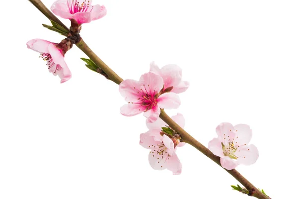 白地に孤立した桜の花 — ストック写真