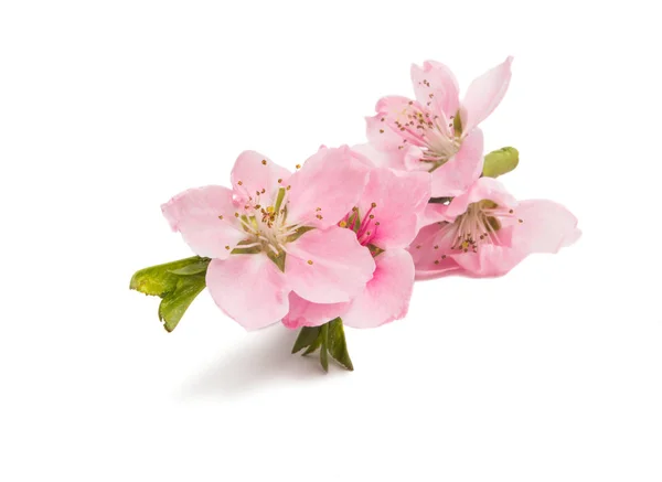 Sakura Bloemen Geïsoleerd Witte Achtergrond — Stockfoto