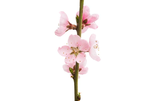 Flores Sakura Aisladas Sobre Fondo Blanco — Foto de Stock