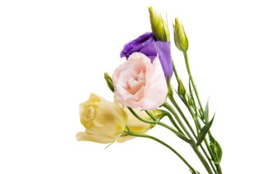 Beyaz arkaplanda izole edilmiş östoma çiçekleri