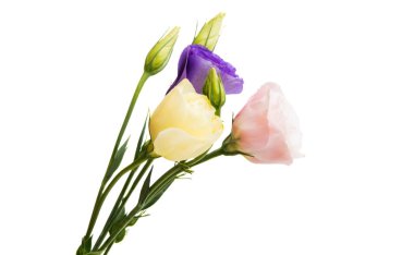 Beyaz arkaplanda izole edilmiş östoma çiçekleri