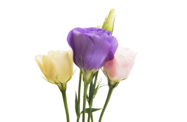 Beyaz arkaplanda izole edilmiş östoma çiçekleri