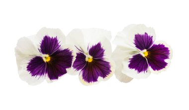 Beyaz arkaplanda izole edilmiş hanım evlatları