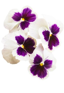 Beyaz arkaplanda izole edilmiş hanım evlatları