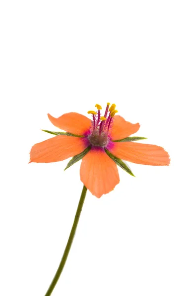 Naranja Pequeña Flor Aislada Sobre Fondo Blanco — Foto de Stock