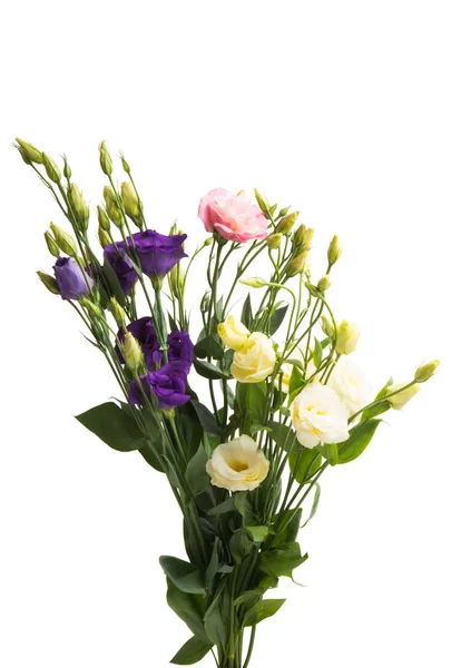 Eustoma Blüten Isoliert Auf Weißem Hintergrund — Stockfoto