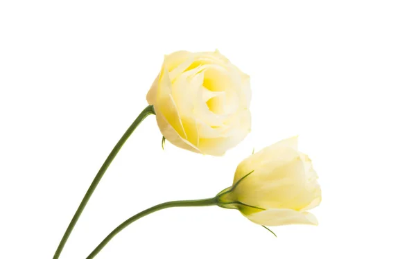Flores Eustoma Isolado Fundo Branco — Fotografia de Stock