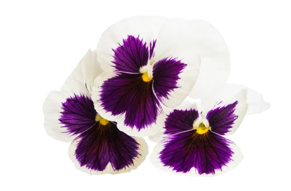 Pansies Geïsoleerd Witte Achtergrond — Stockfoto