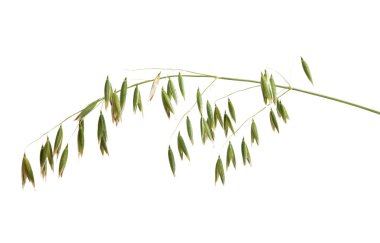 Yulaflar beyaz arkaplanda izole