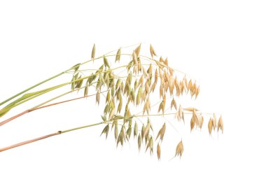 Yulaflar beyaz arkaplanda izole