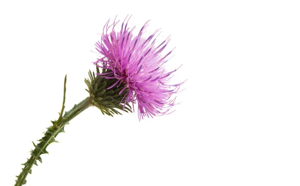 Flor Cardo Aislado Sobre Fondo Blanco —  Fotos de Stock