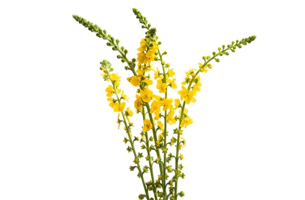 Желтый Луг Цветы Изолированы Белом Фоне — стоковое фото