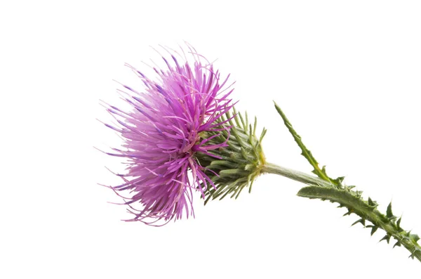 Thistle Flower Isolated White Background — Stock Photo, Image