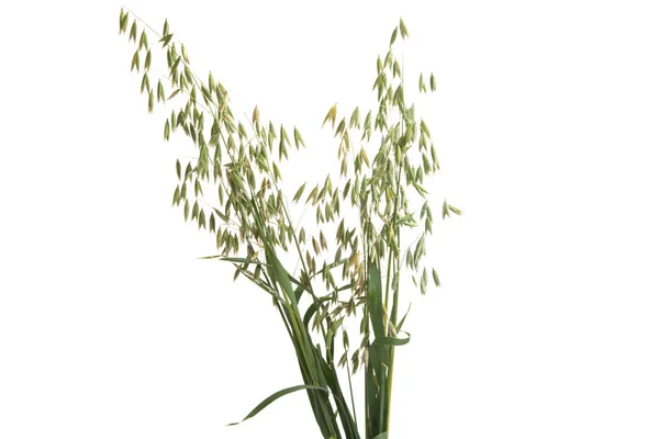 Avena Isolata Fondo Bianco — Foto Stock