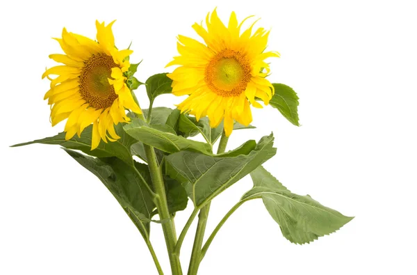 Sunflower Flower Isolated White Background — Stock Photo, Image
