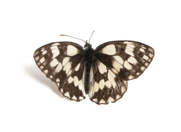 Mariposa Aislada Sobre Fondo Blanco — Foto de Stock