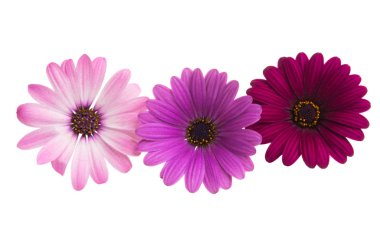 Osteosperumum Çiçek Papatyası Beyaz Arkaplanda izole edildi. Makro Yakın Çekim