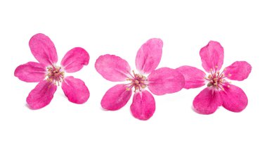 Elma ağacının beyaz arka plan üzerinde izole pembe çiçekler