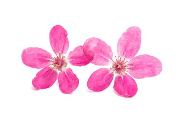 Elma ağacının beyaz arka plan üzerinde izole pembe çiçekler