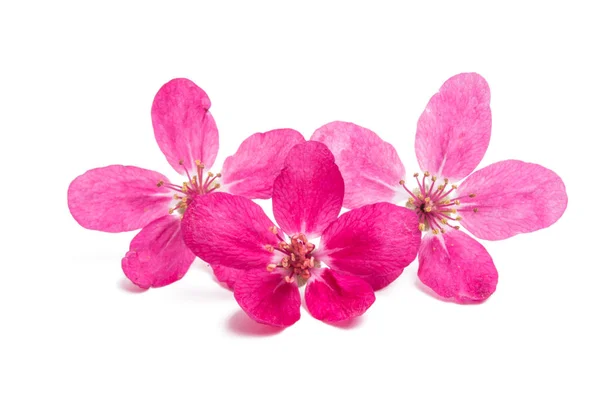 Flores Rosadas Manzano Aisladas Sobre Fondo Blanco —  Fotos de Stock