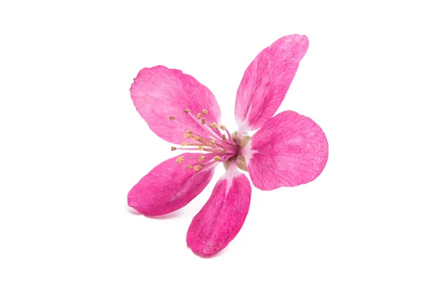 Flores Rosadas Manzano Aisladas Sobre Fondo Blanco —  Fotos de Stock