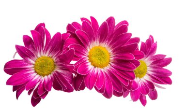 Beyaz arka plan üzerinde izole kırmızı krizantem