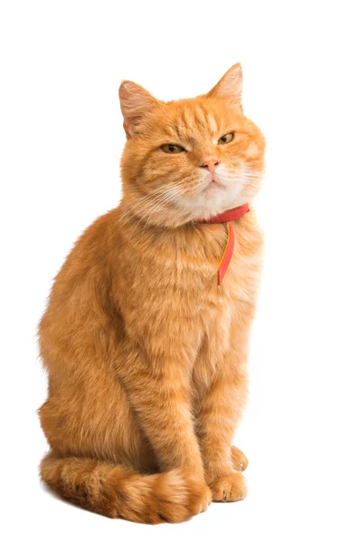 Красный Кот Изолирован Белом Фоне — стоковое фото