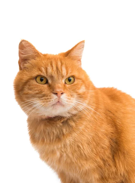 Gato Rojo Aislado Sobre Fondo Blanco — Foto de Stock