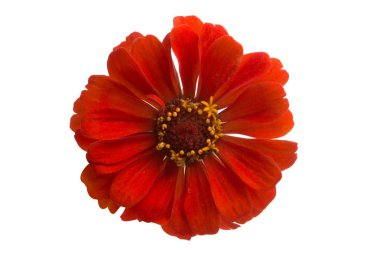 Beyaz arkaplanda izole edilmiş zinnia çiçeği