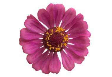 Beyaz arkaplanda izole edilmiş zinnia çiçeği