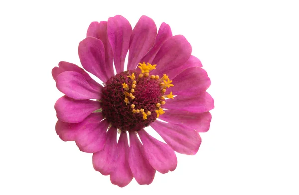 Zinnia Flower Isolated White Background — Stock Photo, Image