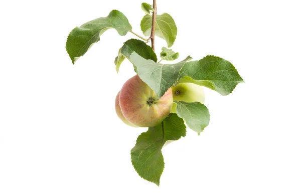 Apple Branch Apple Isolated White Background — Stock Photo, Image