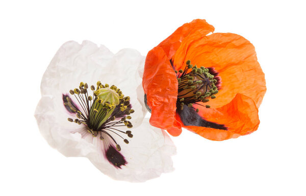 beautiful meadow poppies isolated on white background
