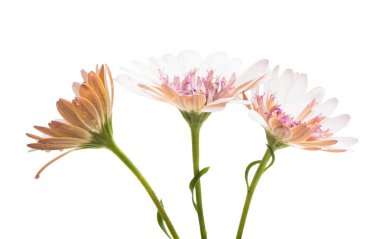 Osteosperumum Çiçek Papatyası Beyaz Arkaplanda izole edildi. Makro Yakın Çekim