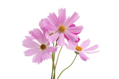 Beyaz arkaplanda kosmeya çiçekleri izole