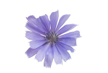 Beyaz arkaplanda yalnız hindiba çiçekleri