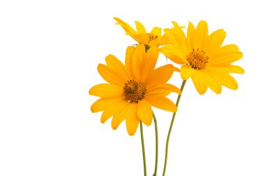 Beyaz arka plan üzerinde izole heliopsis çiçekler
