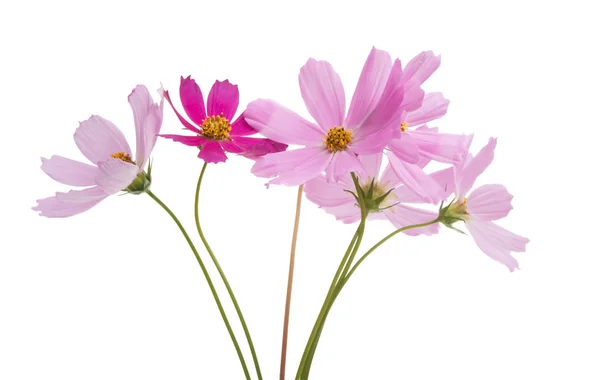 Квіти Космаї Ізольовані Білому Тлі — стокове фото
