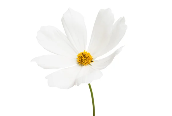 Fiori Kosmeya Isolati Sfondo Bianco — Foto Stock