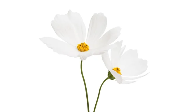 Kosmeya Bloemen Geïsoleerd Witte Achtergrond — Stockfoto