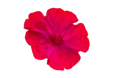 Beyaz arka plan üzerinde izole kırmızı yaz çiçek