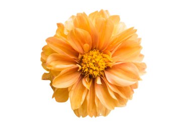 turuncu kasımpatı beyaz arkaplanda izole