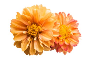 turuncu kasımpatı beyaz arkaplanda izole